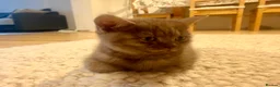 British Shorthair cats for sale: British shorthair cinnamon girl  - Advert 3