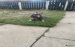 French Bulldog dogs for sale: Lilac and tan French bulldog  - Image 11