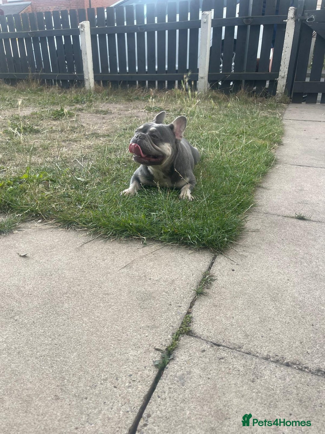 French Bulldog dogs for sale: Lilac and tan French bulldog  - Image 11
