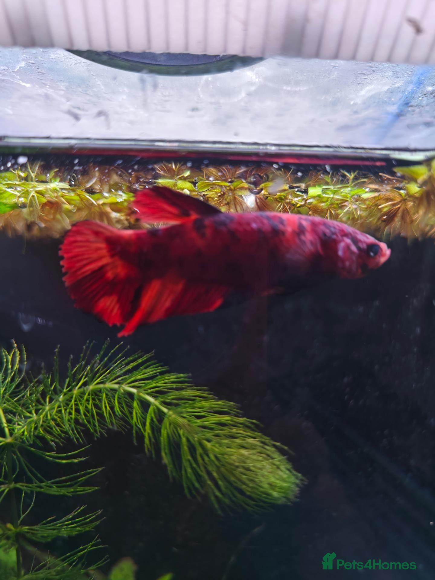 Bettas fish Giant female betta with  betta foods  - Advert 10
