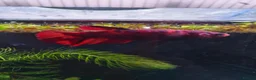 Bettas fish for sale: Giant female betta with  betta foods  in Watford - Advert 1