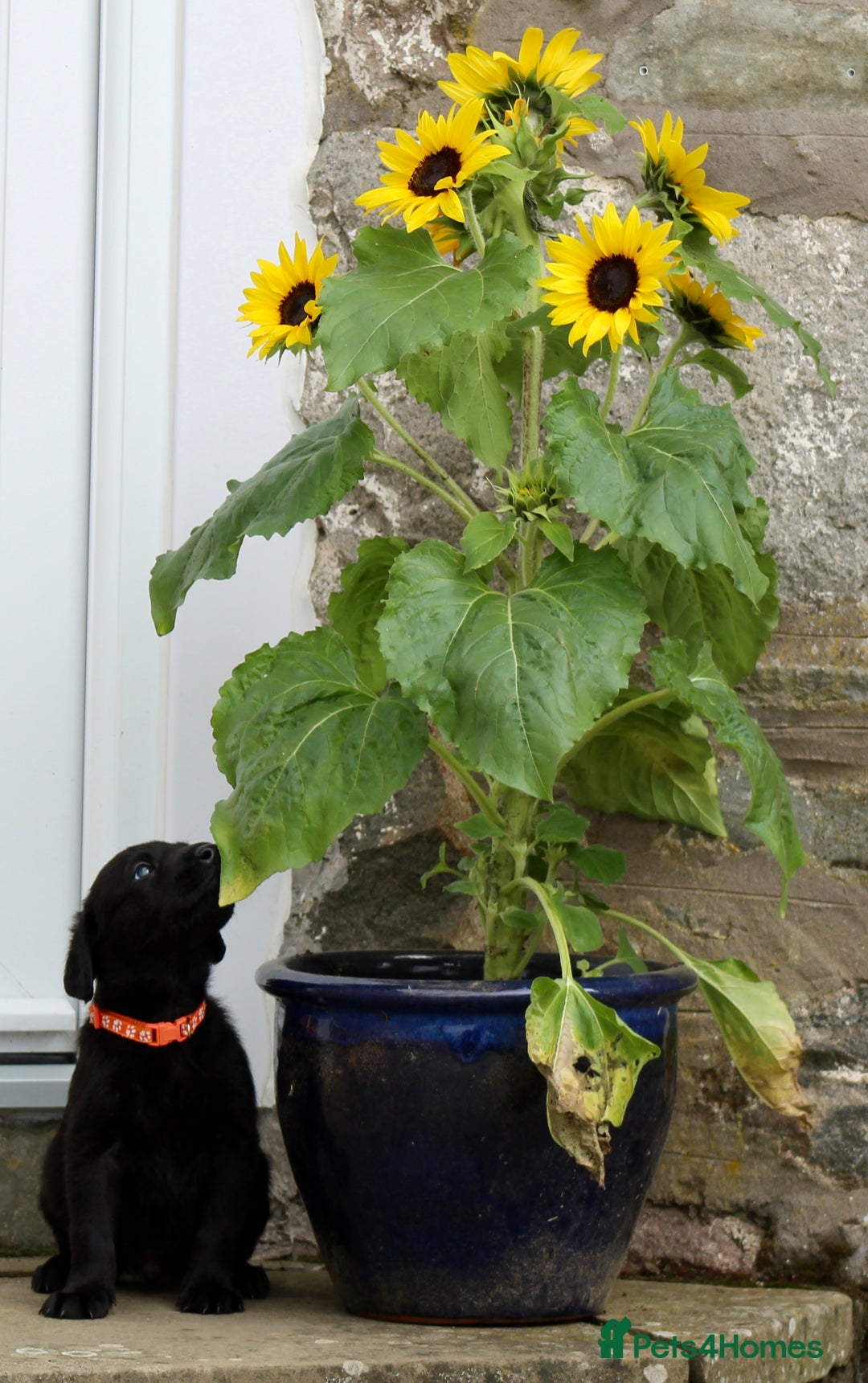 Labrador Retriever dogs for sale: Black and Yellow Working Labrador Puppies  - Image 33