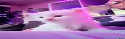 Turkish Angora cats for sale: Turkish Angora Kittens - Advert 8