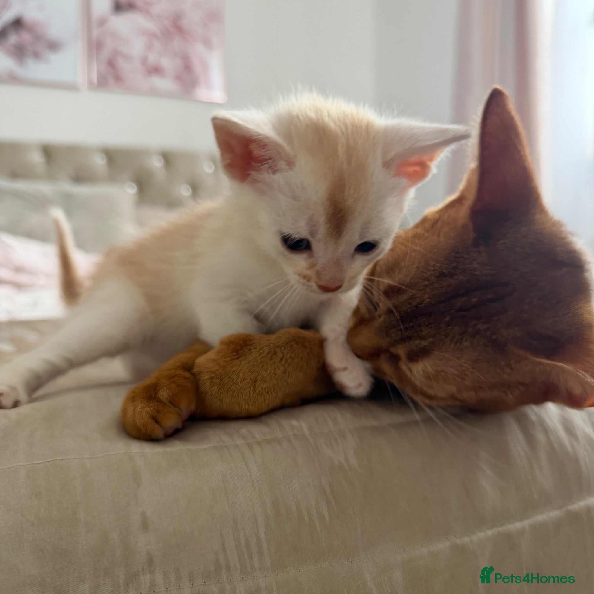 Abyssinian cats ✨ THE JEWEL OF THE LITTER: Rare Silver Sorrel Girl - Advert 1