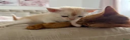 Abyssinian cats for sale: ✨ THE JEWEL OF THE LITTER: Rare Silver Sorrel Girl - Advert 10