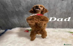 Cavapoo dogs for sale: QUALITY F1 CAVAPOO PUPS - HEALTH TESTED - Image 17