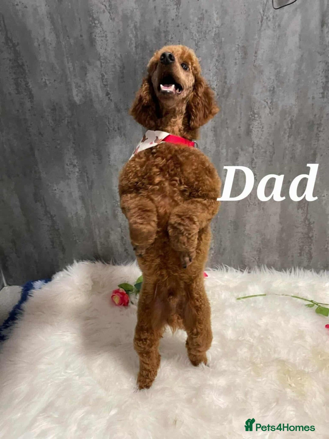 Cavapoo dogs for sale: QUALITY F1 CAVAPOO PUPS - HEALTH TESTED - Image 17