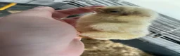 Chickens poultry for sale: Fertile Hatching Eggs Zombie X Hamburg  in Rotherham - Advert 4
