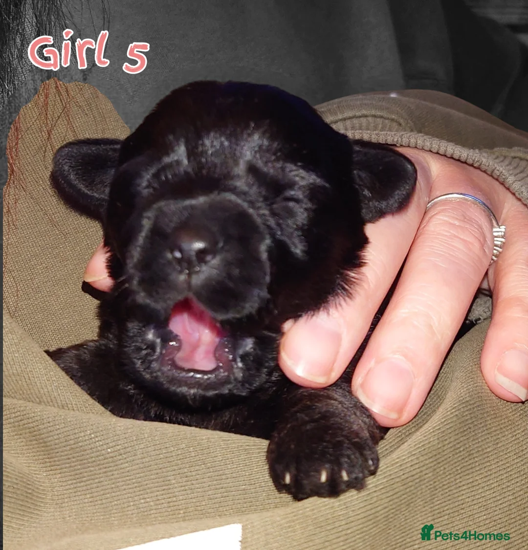 Mixed Breed dogs for sale: Adorable poodle x scoodle puppies  in Leicester - Advert 2