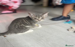 Bengal cats for sale: Gemini grey beauties - Image 26