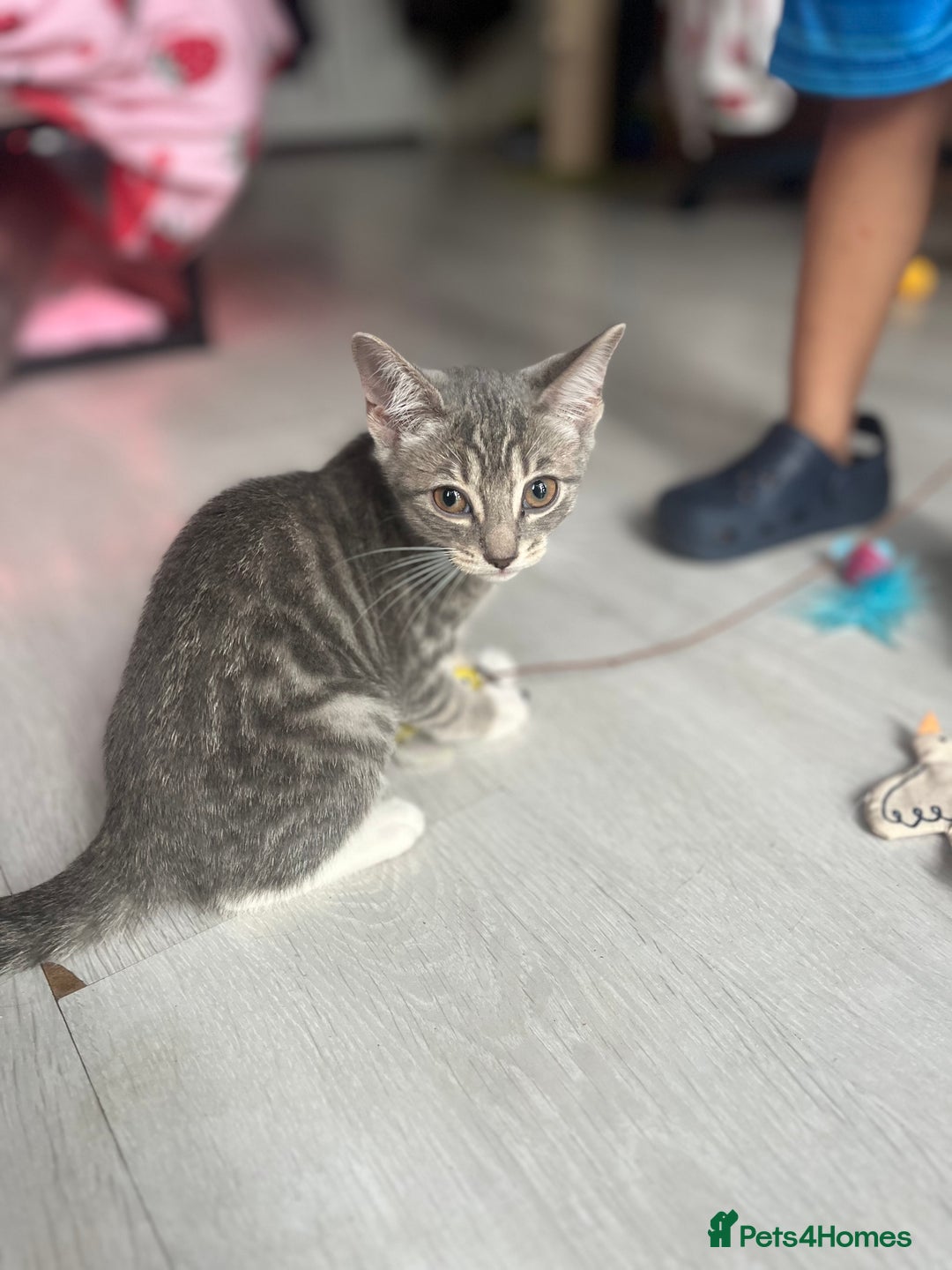 Bengal cats for sale: Gemini grey beauties - Image 26