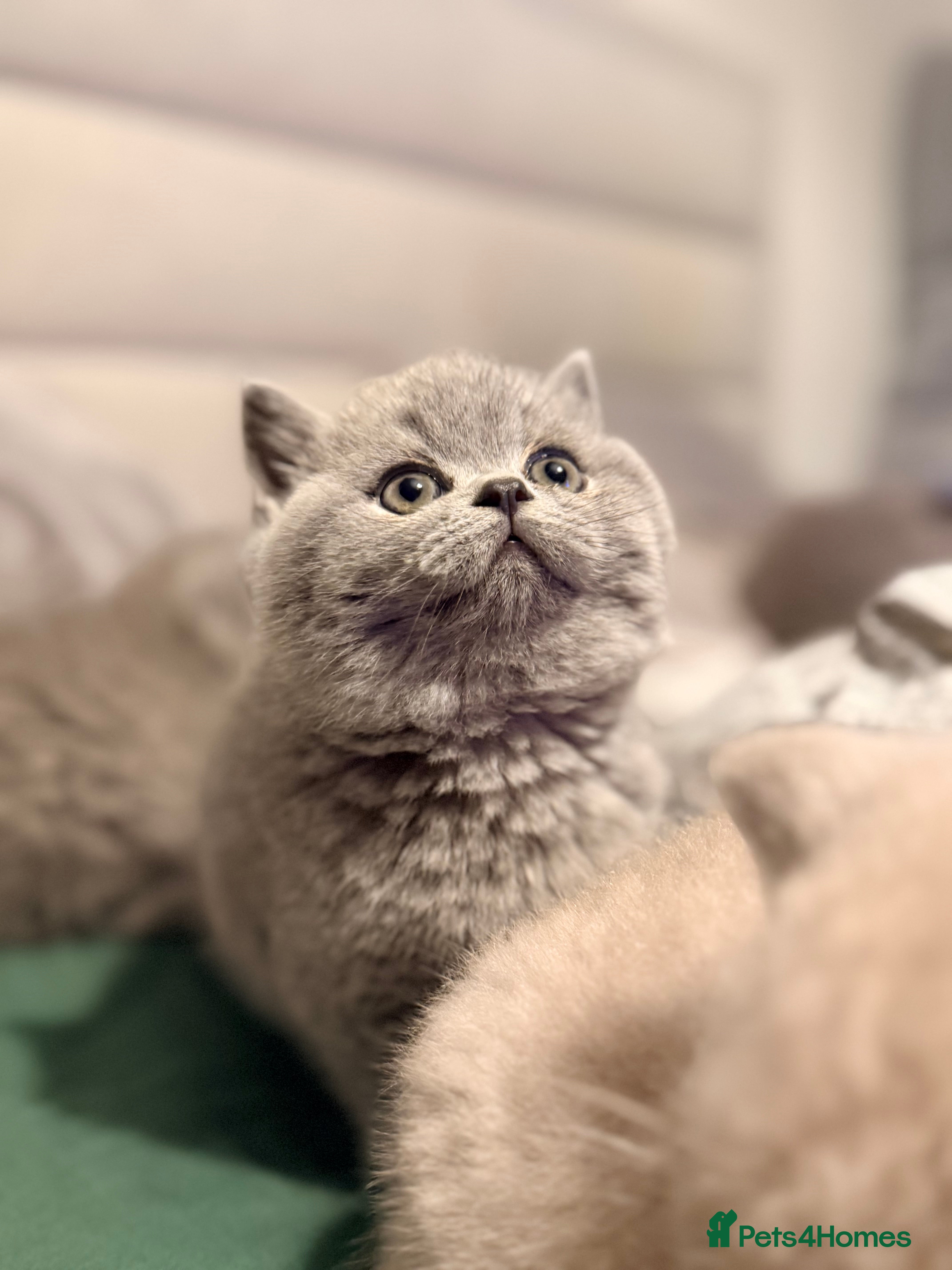 British Shorthair cats British Shorthair Kittens in Northolt - Advert 1
