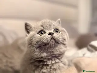 British Shorthair cats British Shorthair Kittens in Northolt - Advert 1