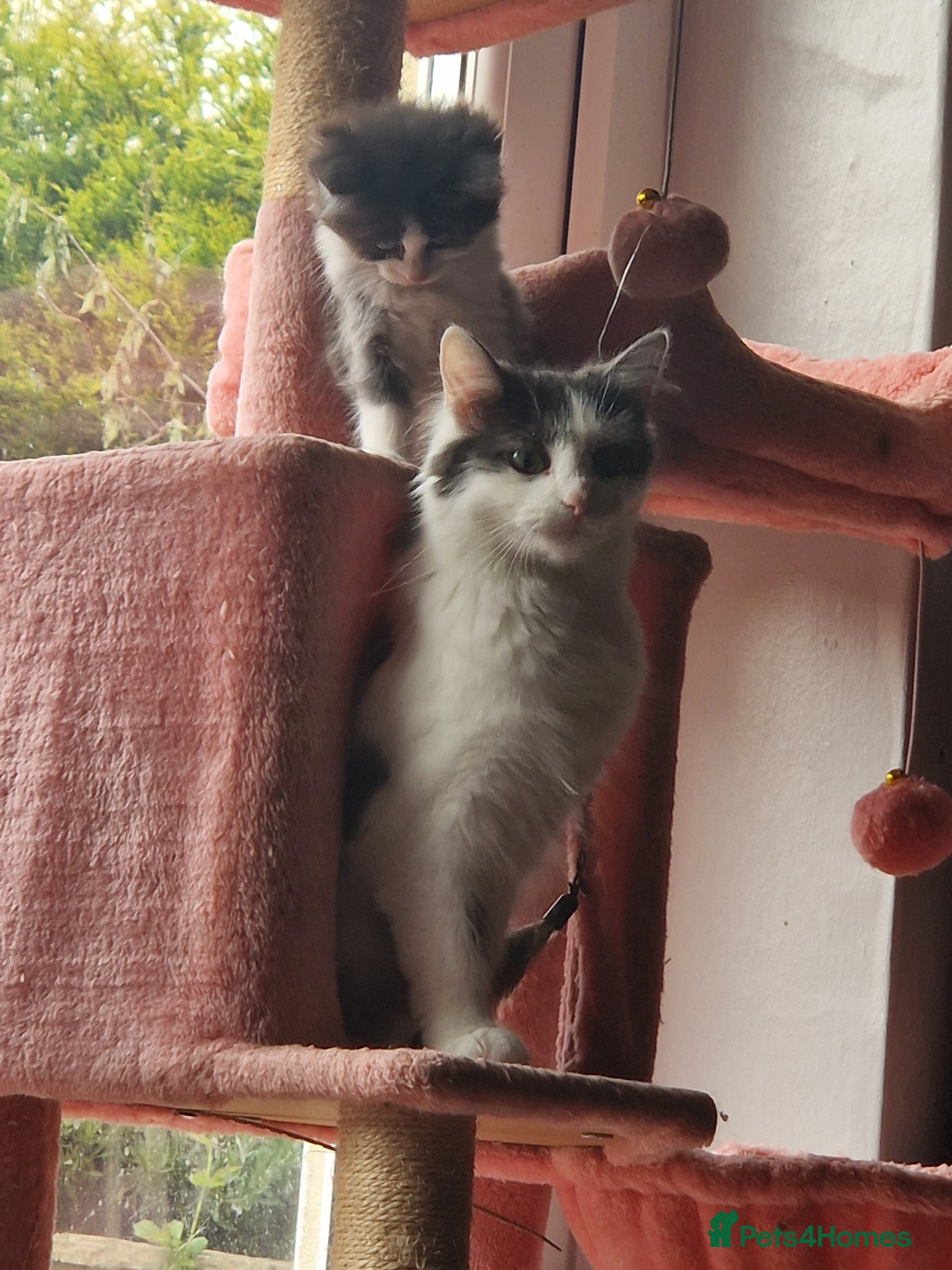 Mixed Breed cats 2 fluffy kittens ready to go - Advert 3