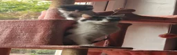 Mixed Breed cats for sale: 2 fluffy kittens ready to go - Advert 1