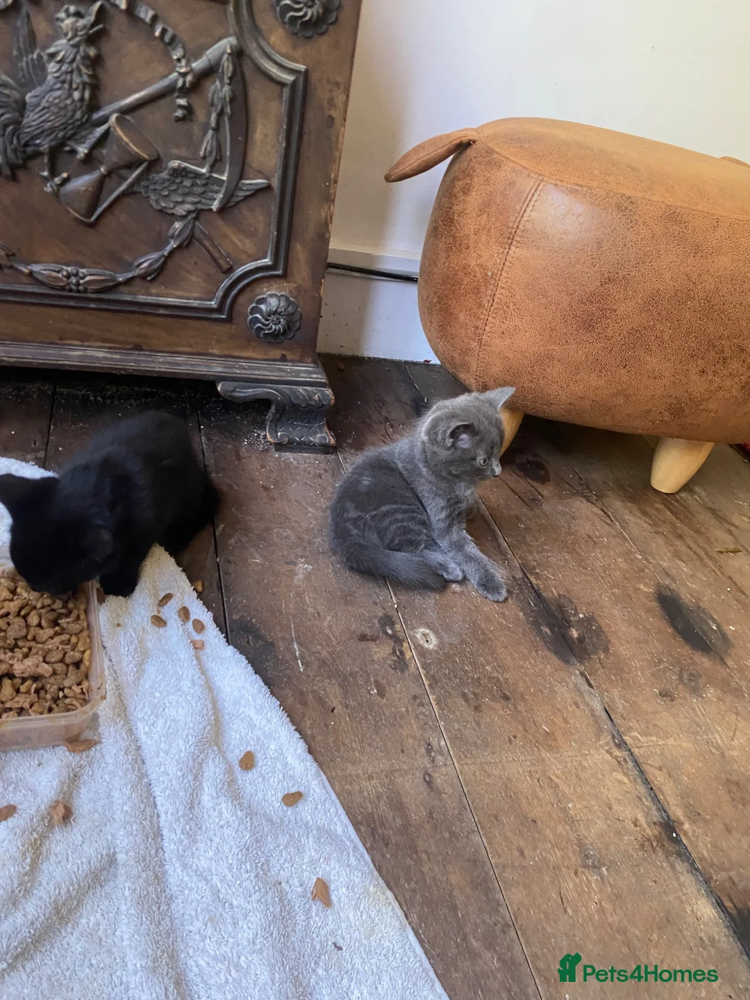 Mixed Breed cats for sale: Gorgeous Silver and Black Tabbies Ready Now.  - Advert 2