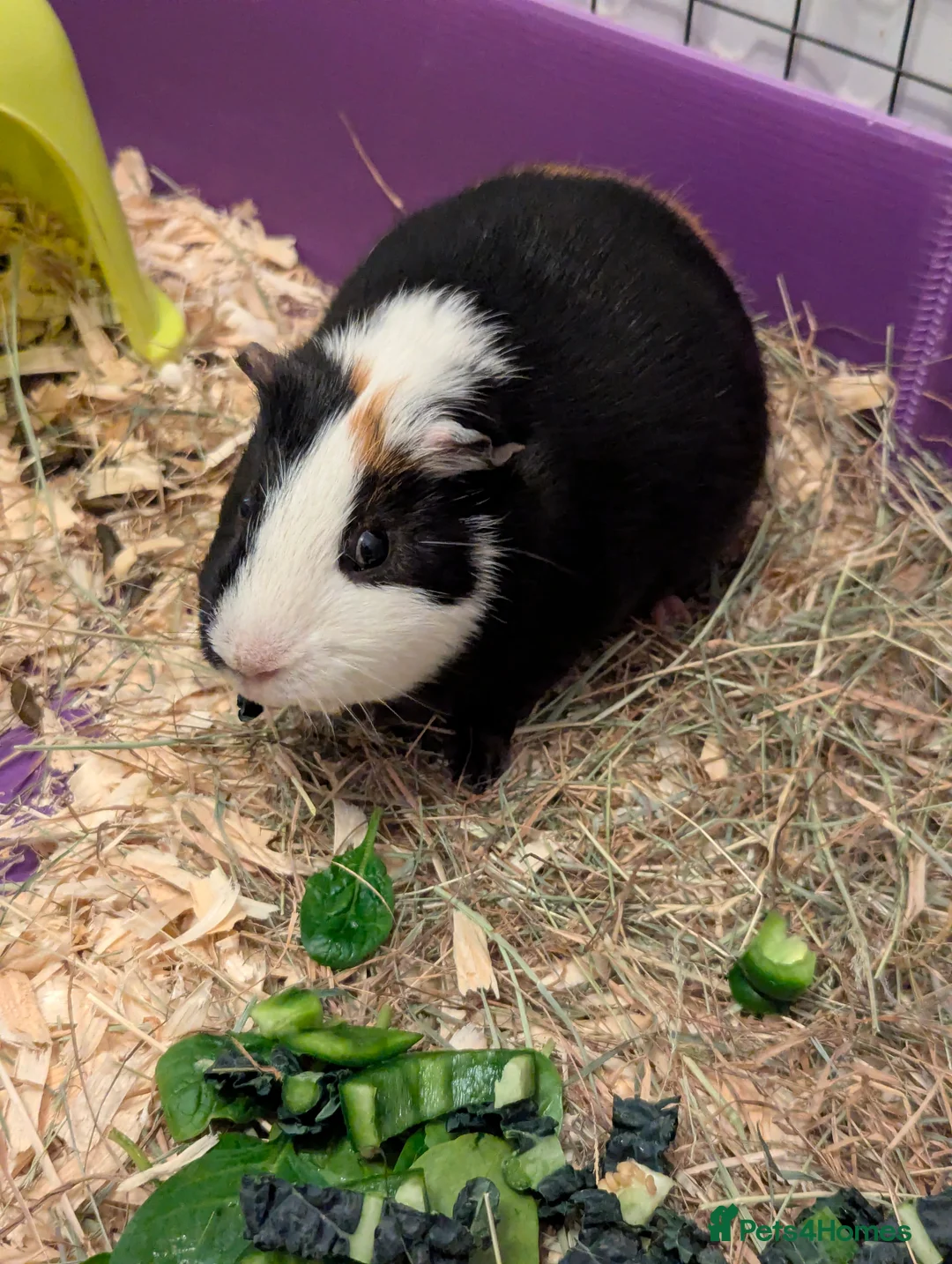 Guinea Pig rodents for sale: Two male guinea pigs looking for a new home - Advert 5