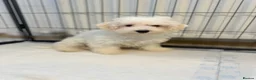 Bichon Frise dogs for sale: Bishion frisé in Larkhall - Advert 3