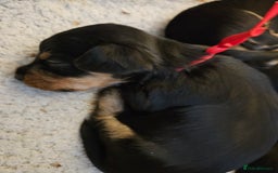 Mixed Breed dogs for sale: Yorkie x daxy puppies  - Image 8