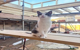 Mixed Breed cats for sale: Rocky male Siamese x - Image 2