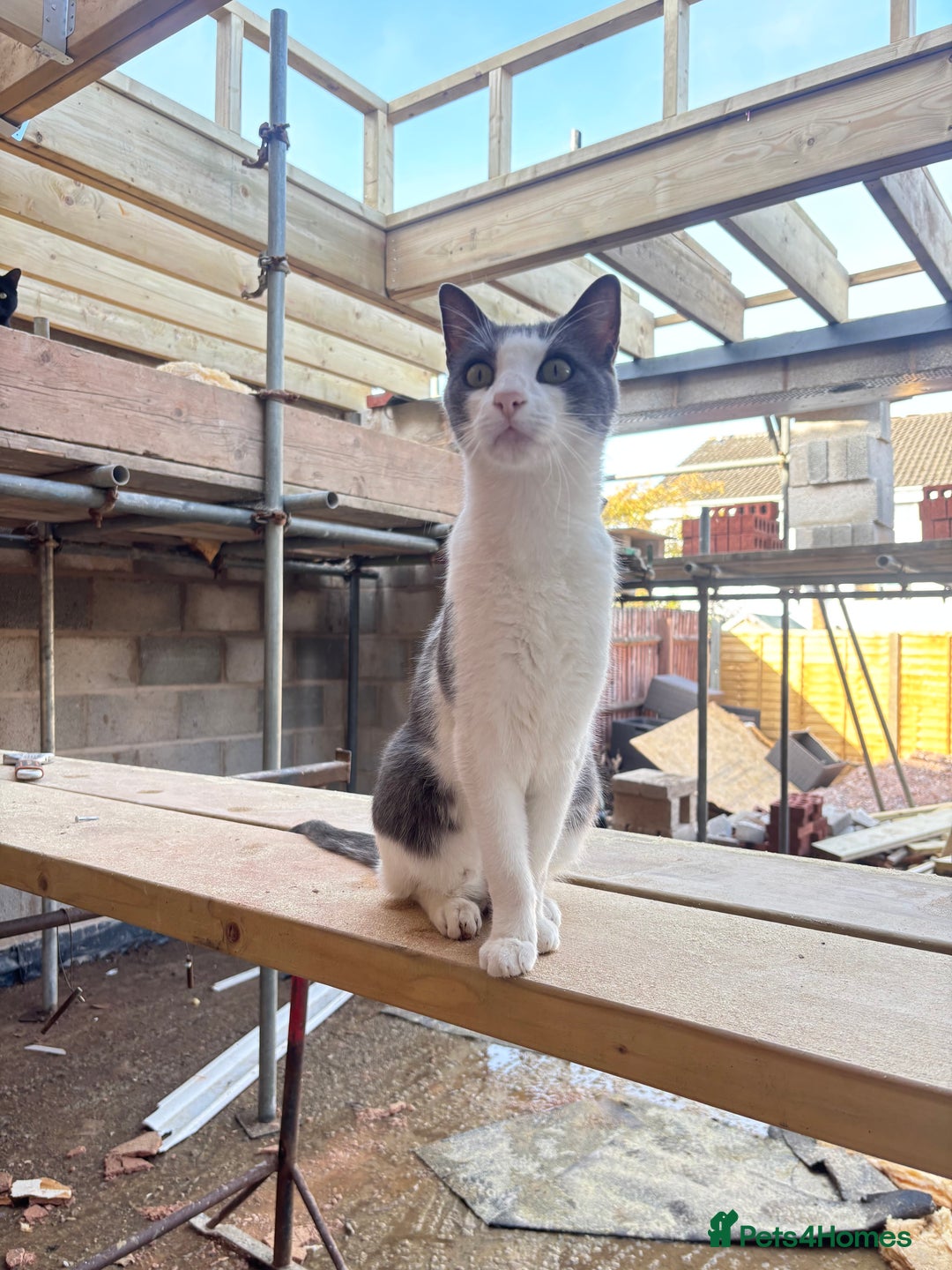Mixed Breed cats for sale: Rocky male Siamese x - Image 2