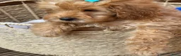 Cockapoo dogs for sale: Cockapoo - Advert 3
