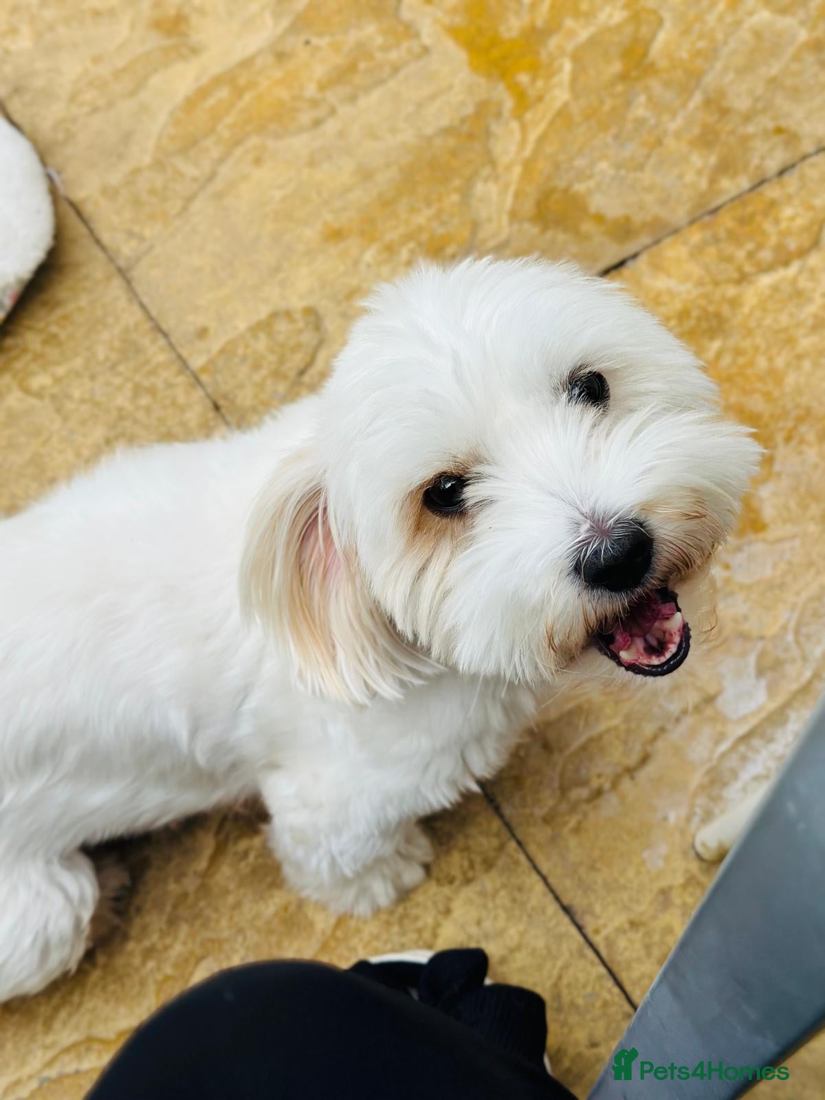 Maltese dogs Beautiful Bichon Maltese Puppies - Advert 2