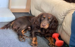 Cocker Spaniel dogs for sale: Working Cocker Spaniels  - Image 23