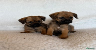 Border Terrier dogs - Advert 1