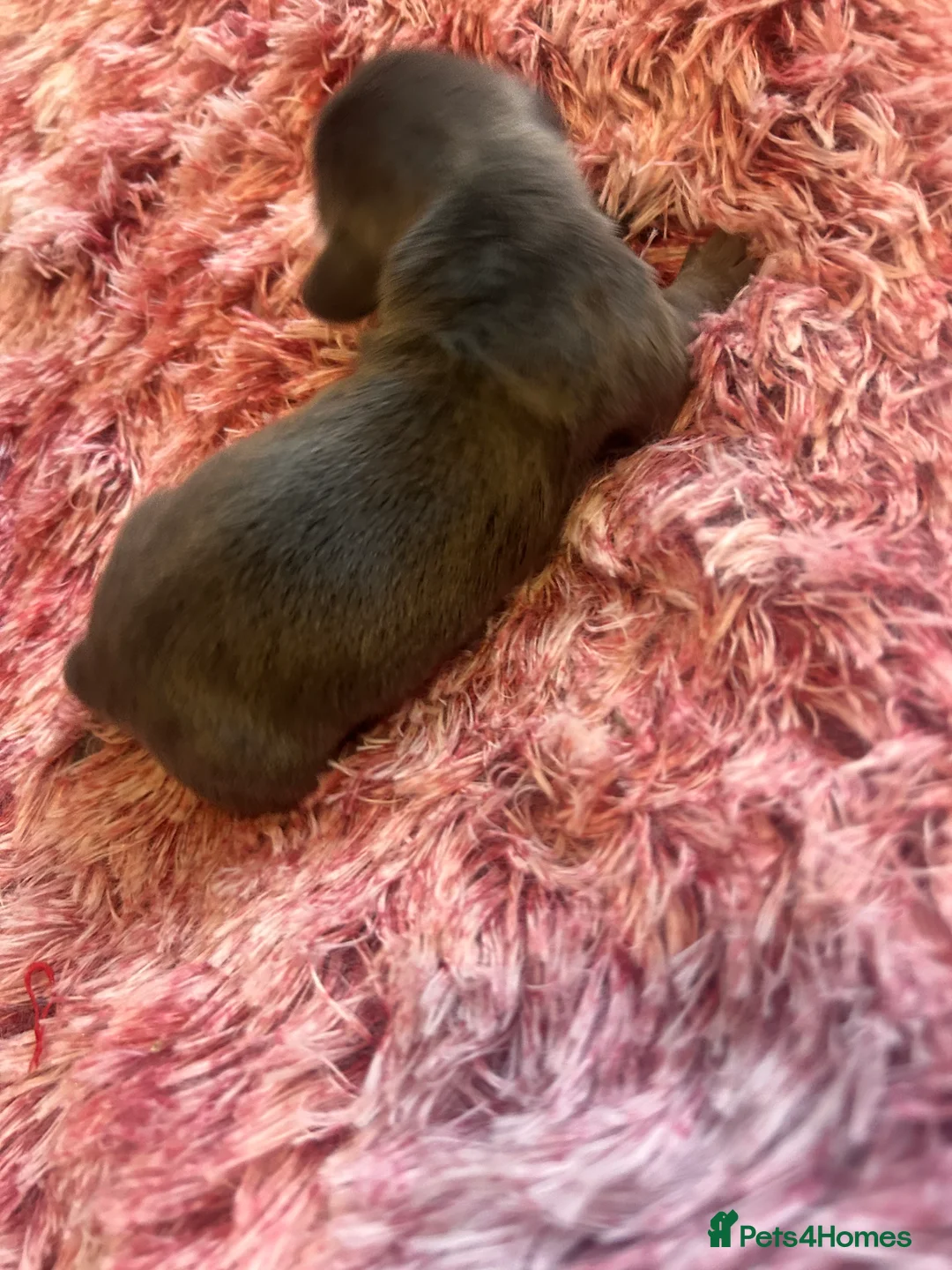 Miniature Dachshund dogs for sale: Stunning Dapple miniature dachshunds  - Advert 7