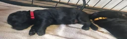 Labrador Retriever dogs for sale: Labrador Puppies  - Advert 6