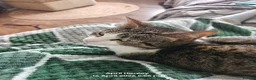 Mixed Breed cats for sale: 3 year old white tabby female. - Advert 2