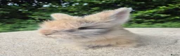 Angora rabbits for sale: 🌟STUNNING ANGORA BABIES- maxi full face 🌟 - Advert 11