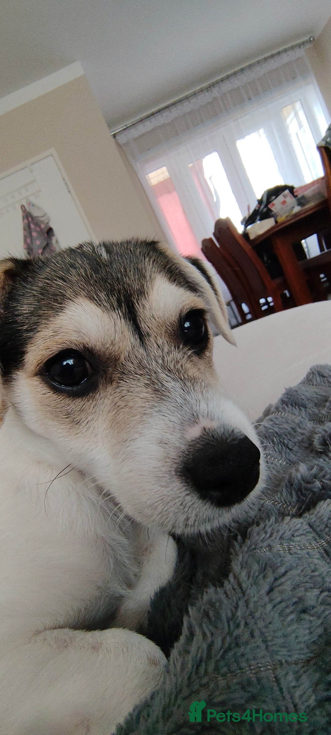Chorkie dogs for sale: Gorgeous, little chorkie girl  - Image 1