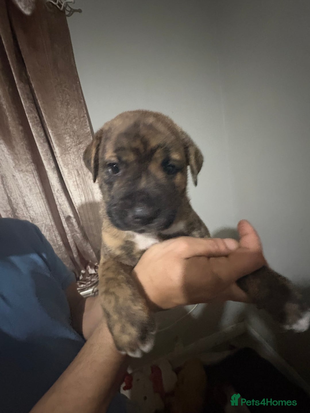 Mixed Breed dogs for sale: american akita  - Advert 23