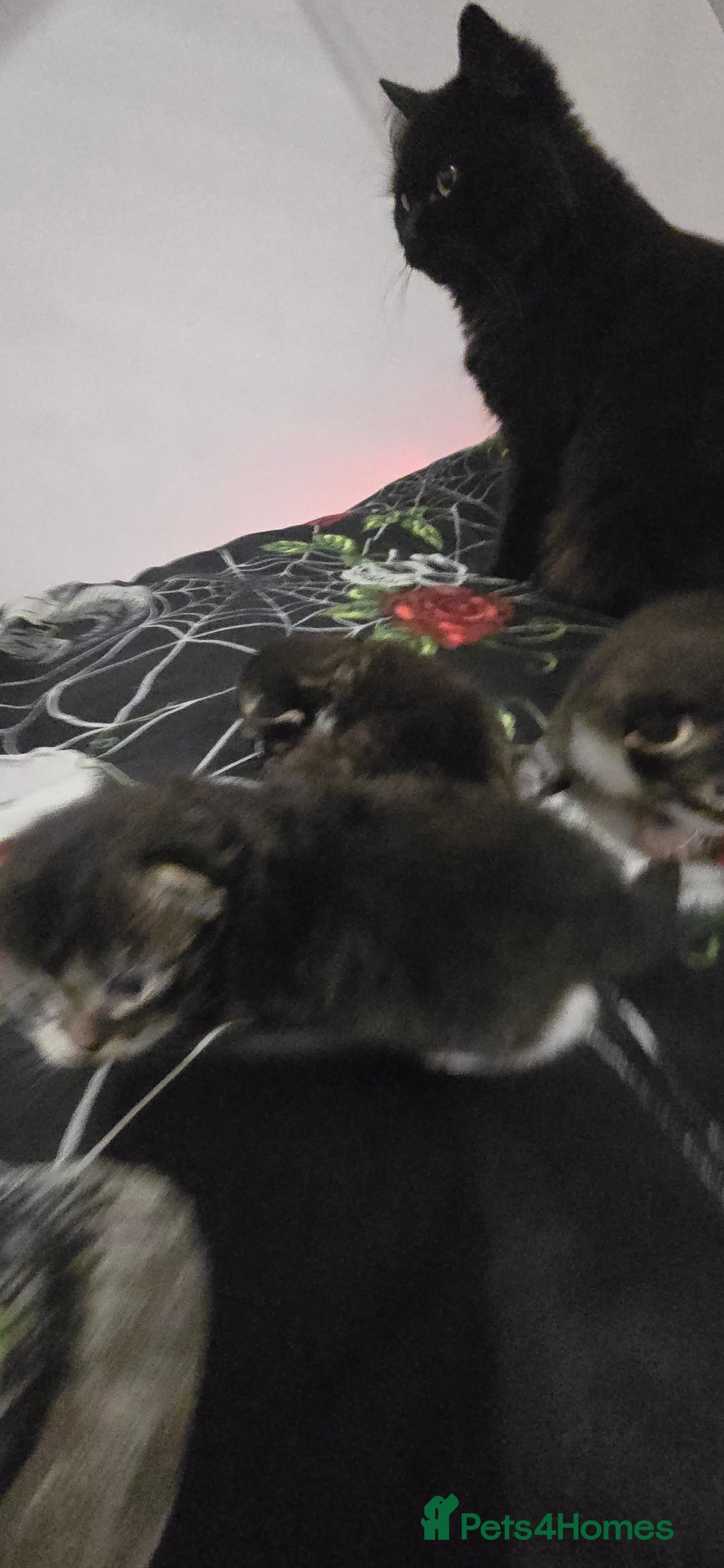 Norwegian Forest Cat cats for sale: Norweigan chubby 3 kittens - Advert 7