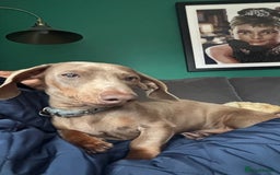 Miniature Dachshund dogs for sale: Loving 8 month boy Isabella KC Reg Mini Dachshund - Image 4