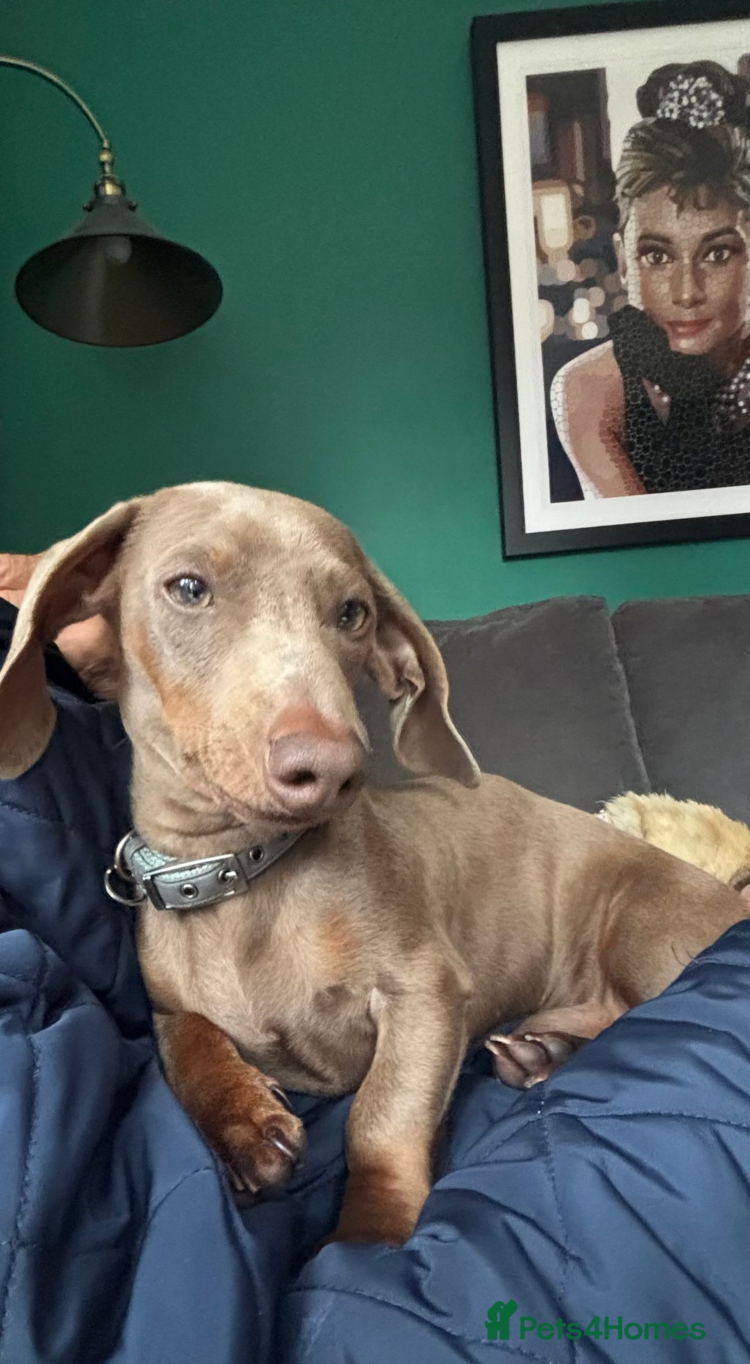 Miniature Dachshund dogs for sale: Loving 8 month boy Isabella KC Reg Mini Dachshund - Image 4