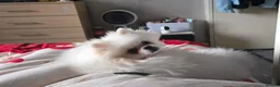 Pomeranian dogs for sale: 1 White beautifull teddy bear pomeranian  in Rochdale - Advert 12