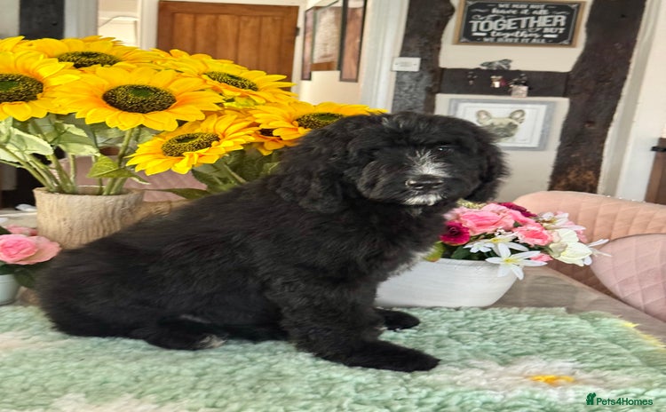 Bernedoodle dogs in Market Drayton - Advert 1