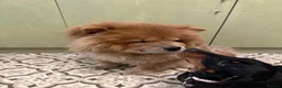 Chow Chow dogs for sale: 3 year old KC Chow Chow - Toffee  - Advert 6