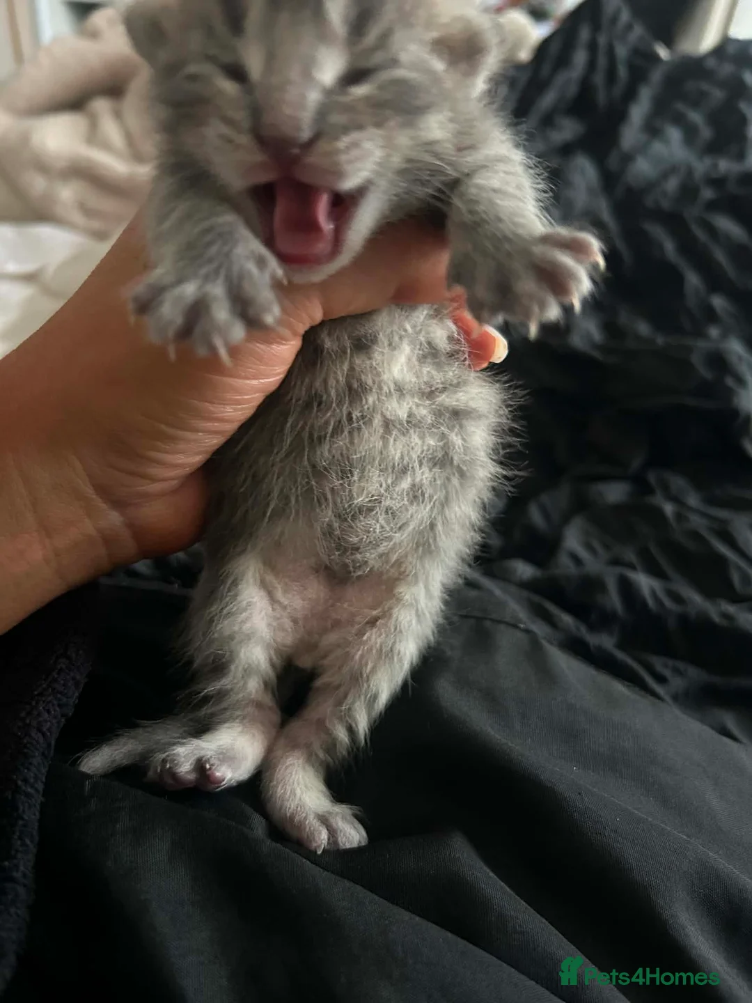 Maine Coon cats for sale: Mainecoon kittens blue/slivers greys  - Advert 1
