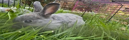 Netherland Dwarf rabbits for sale: Adorable Baby Netherland Dwarf Rabbits - Advert 9