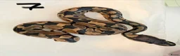 Python Snake reptiles for sale: Collection of Royals  - Advert 19