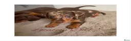 Miniature Dachshund dogs for sale: 4 True miniature dachshund boys  - Advert 8