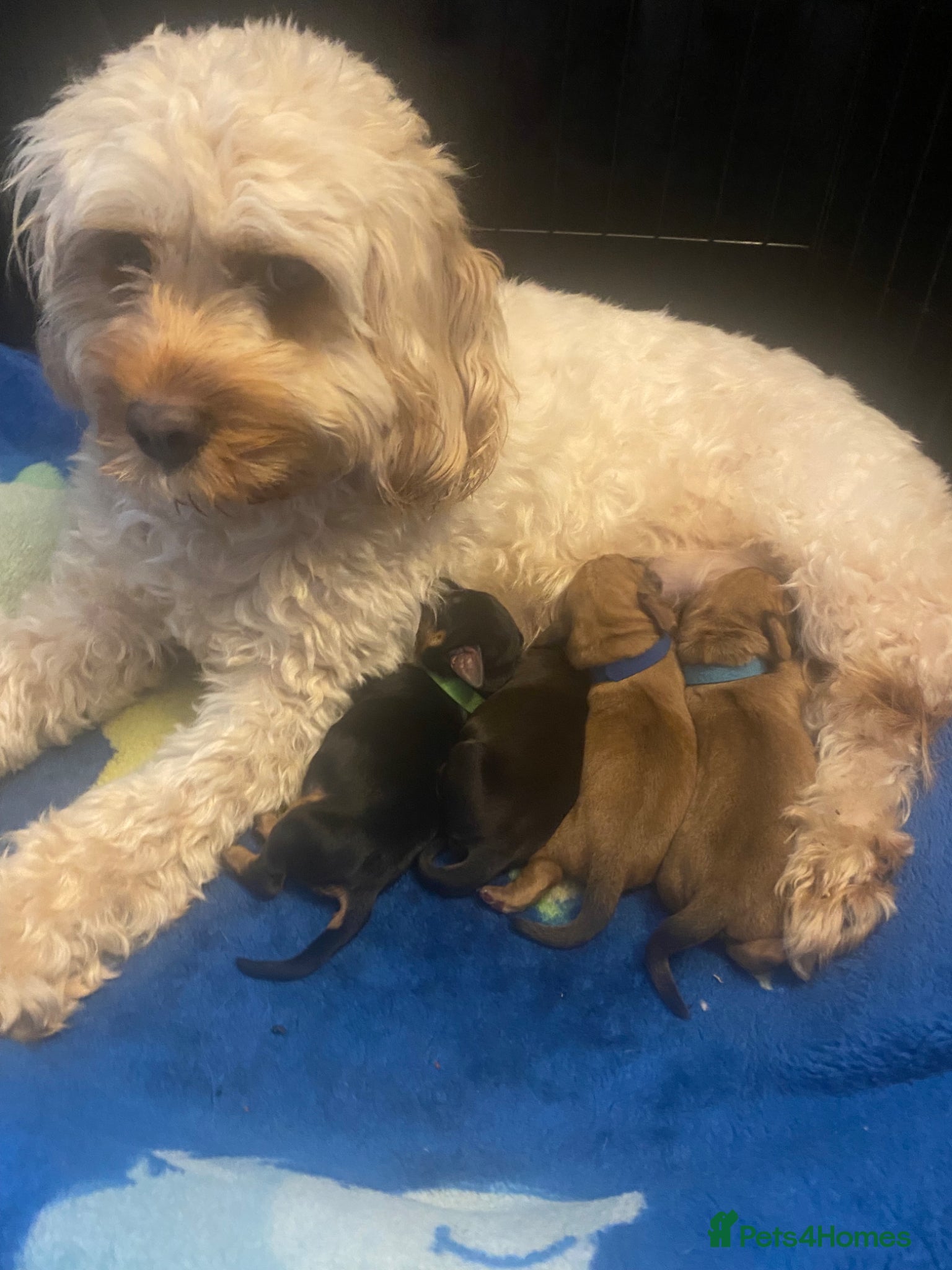 Mixed Breed dogs Doxiepoo puppies  - Advert 16