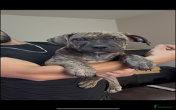 Mixed Breed dogs for sale: 🐾 Presa Canario cross Puppies for Sale 🐾 - Image 3