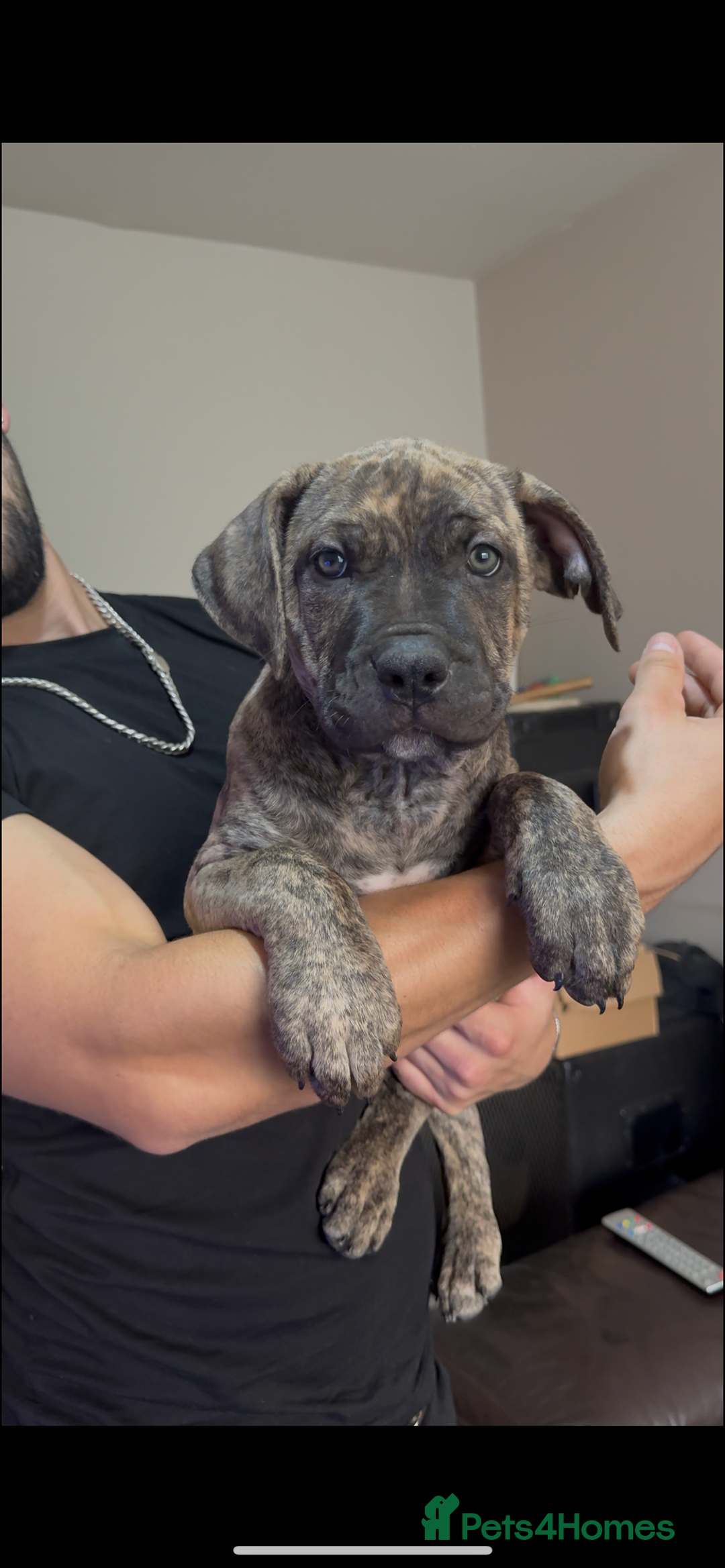 Mixed Breed dogs for sale: 🐾 Presa Canario cross Puppies for Sale 🐾 - Image 3