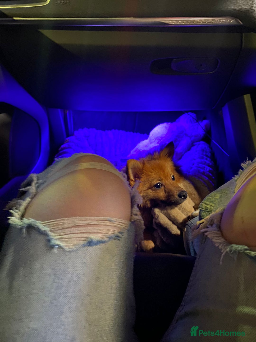 German Spitz dogs for sale: German Spitz girl  - Image 9