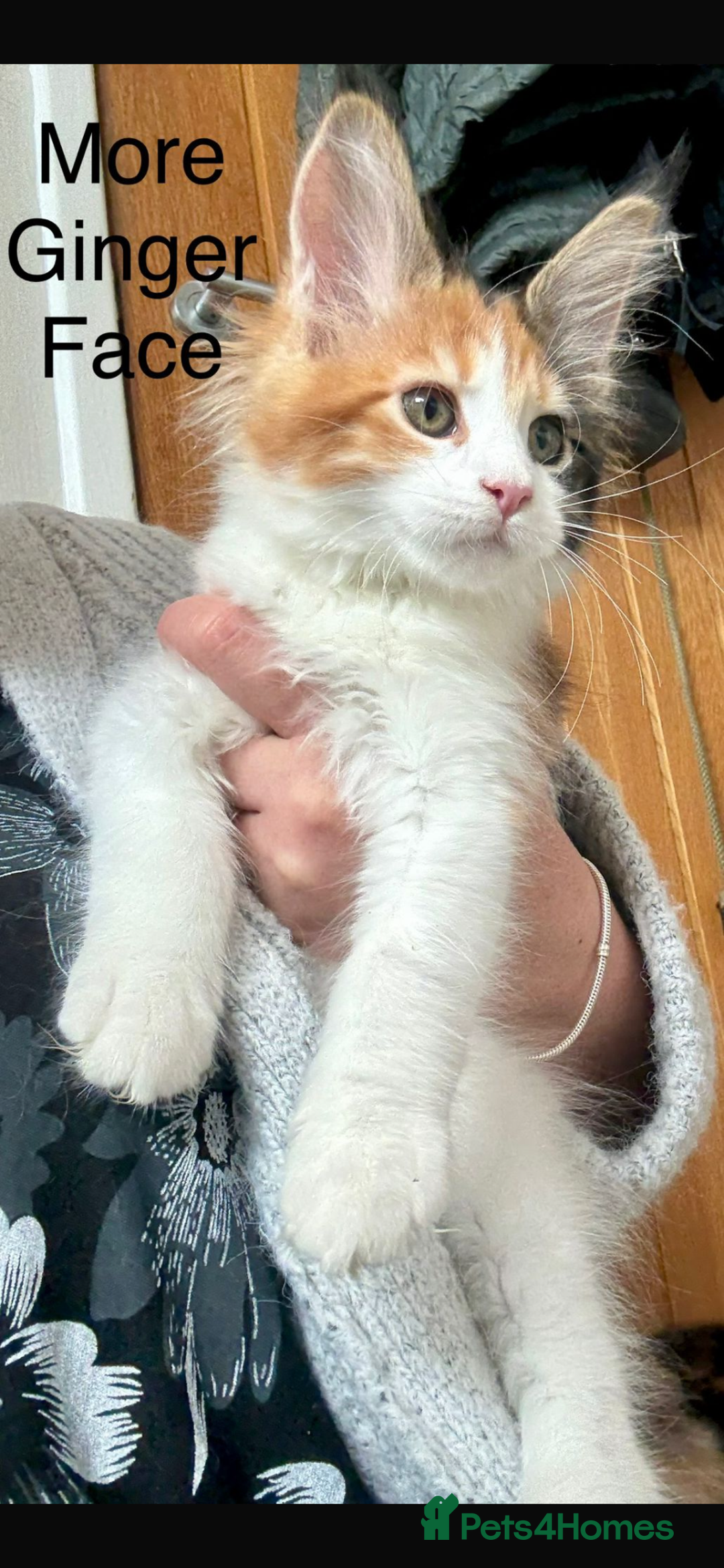Maine Coon cats for sale: Maine Coon Kittens - Image 10